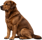 hondenverzekeringnederland.nl